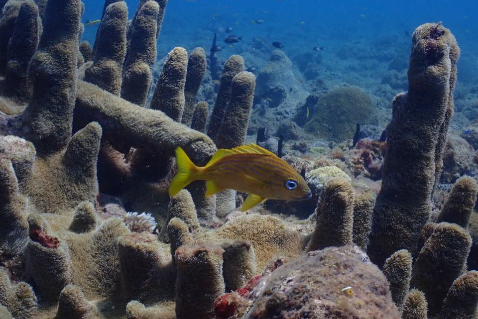 Coral pilar alto con peces amarillos alrededor