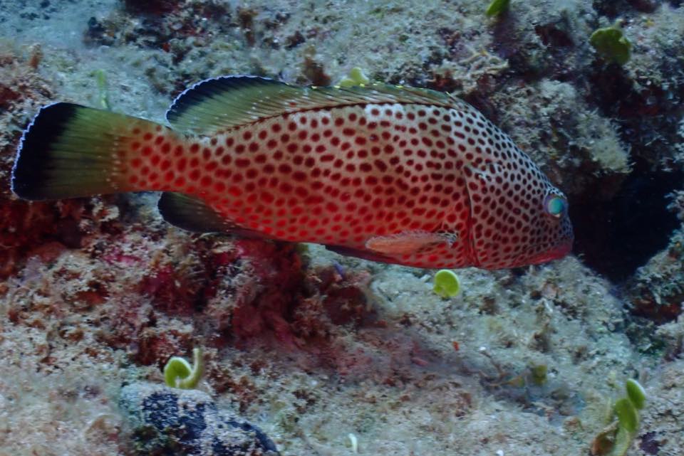 Una cabrilla cubierta de puntos rojos