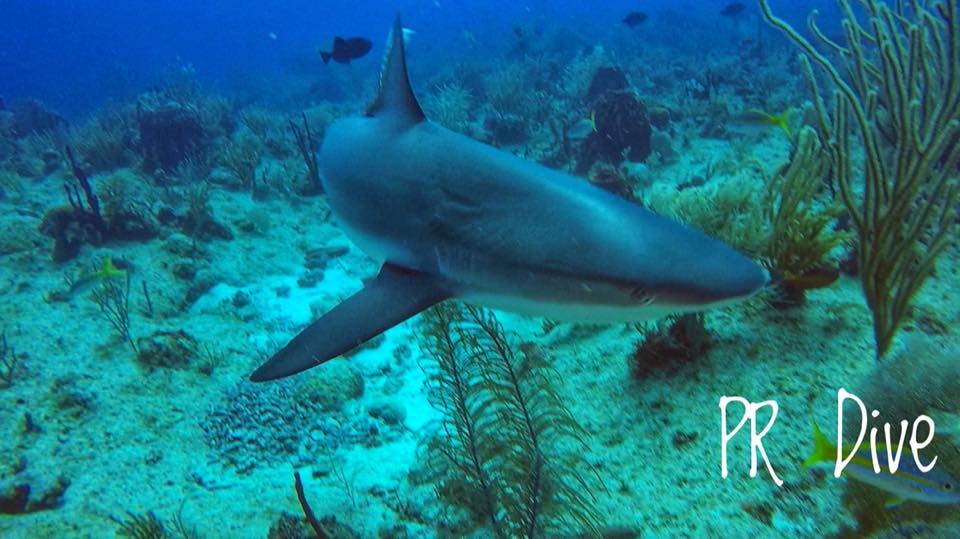 A Caribbean reef shark over the reef