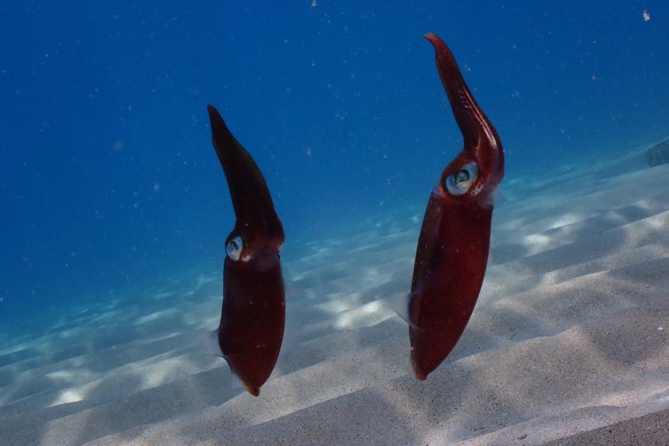 Dos calamares de arrecife sobre la arena