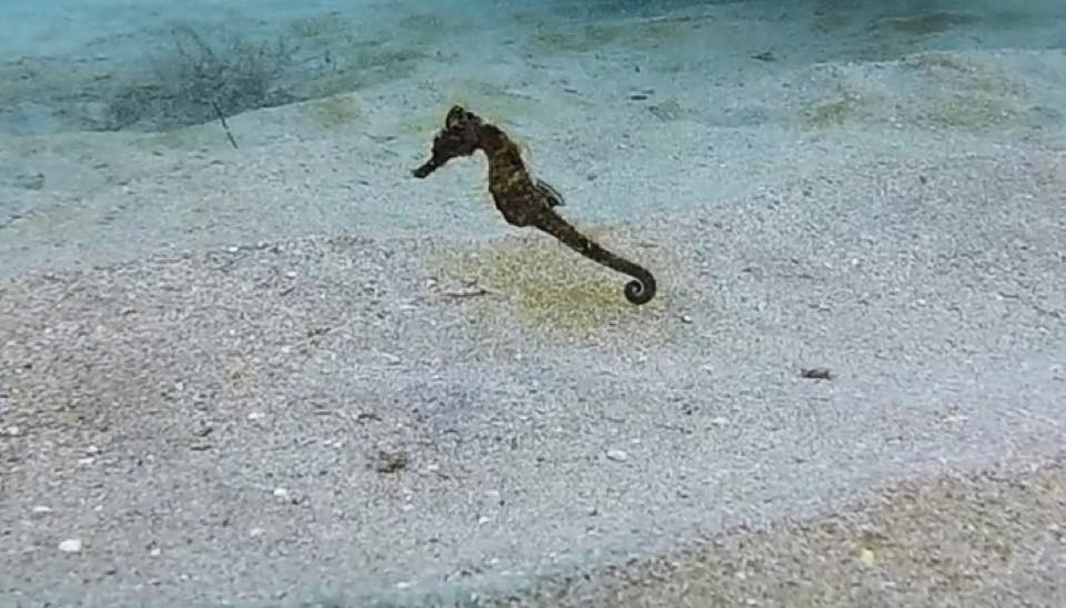 Un caballito de mar en un fondo de arena