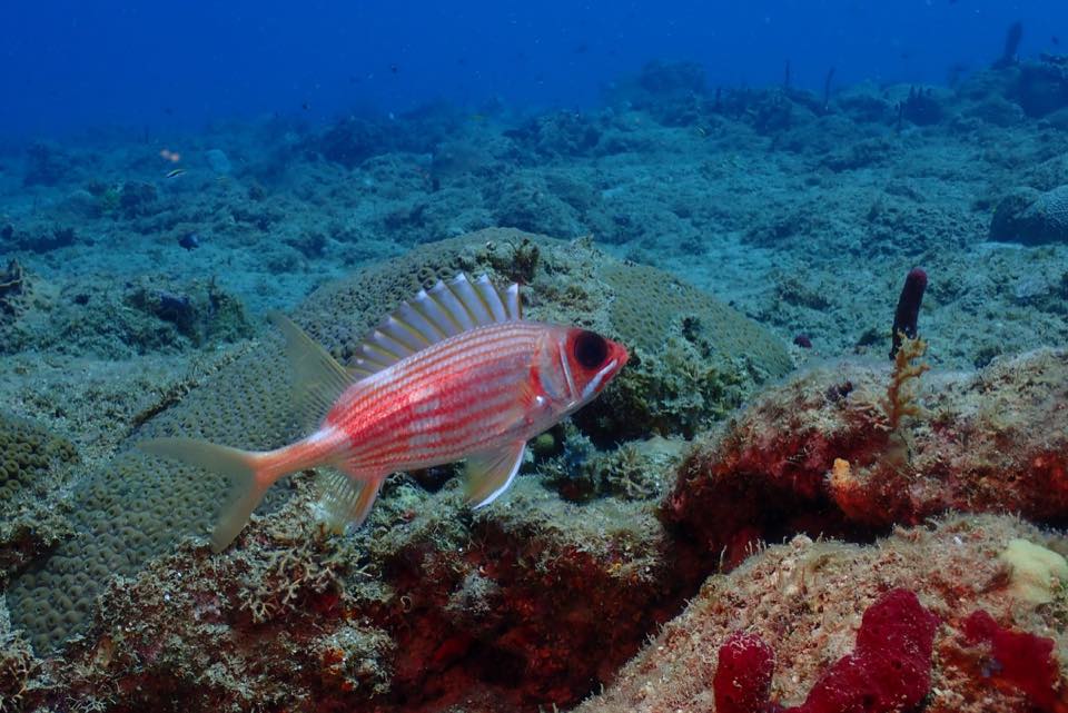 Un candil rojo de ojos grandes en el arrecife