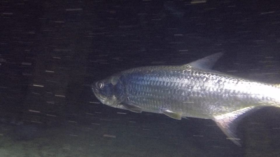 Un sábalo grande y plateado nadando de noche