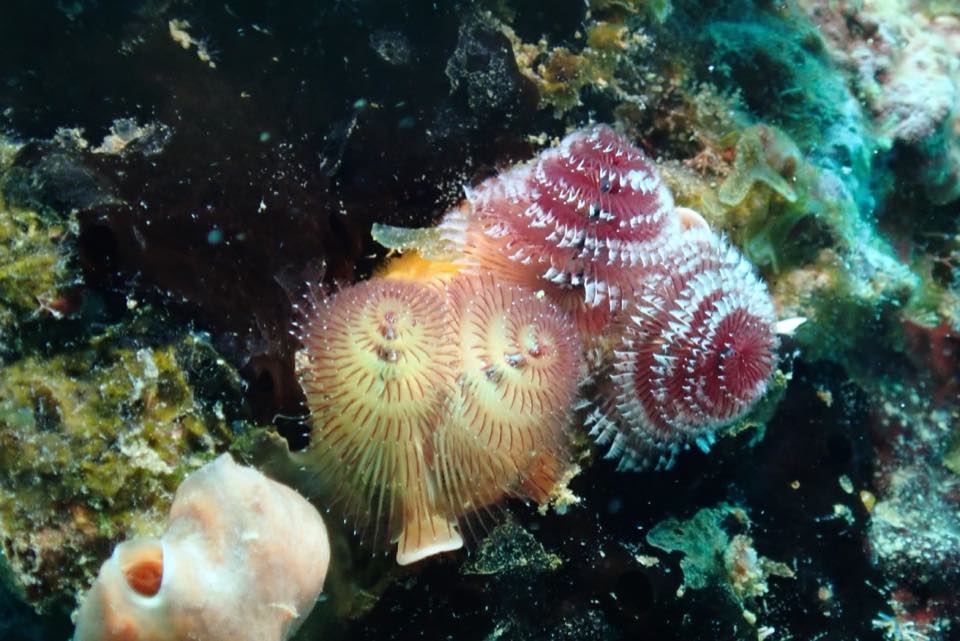 Gusanos árbol de Navidad de colores sobre coral