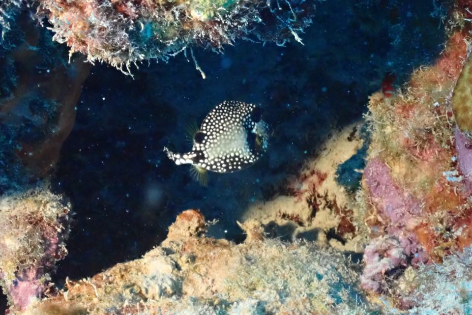 Un chapín nadando sobre el arrecife