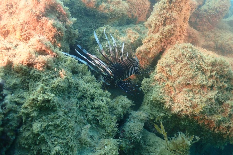 Un pez león flotando sobre el arrecife
