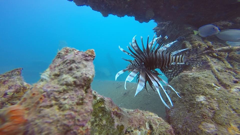 Un pez león debajo de una saliente del arrecife con agua azul detrás