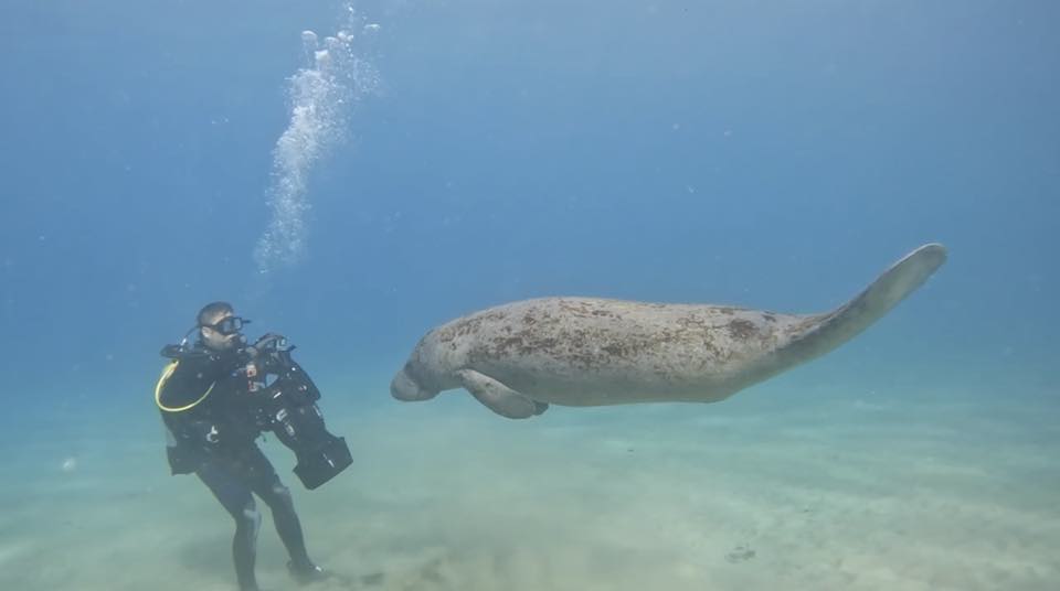 A diver watching a manatee from a respectful distance