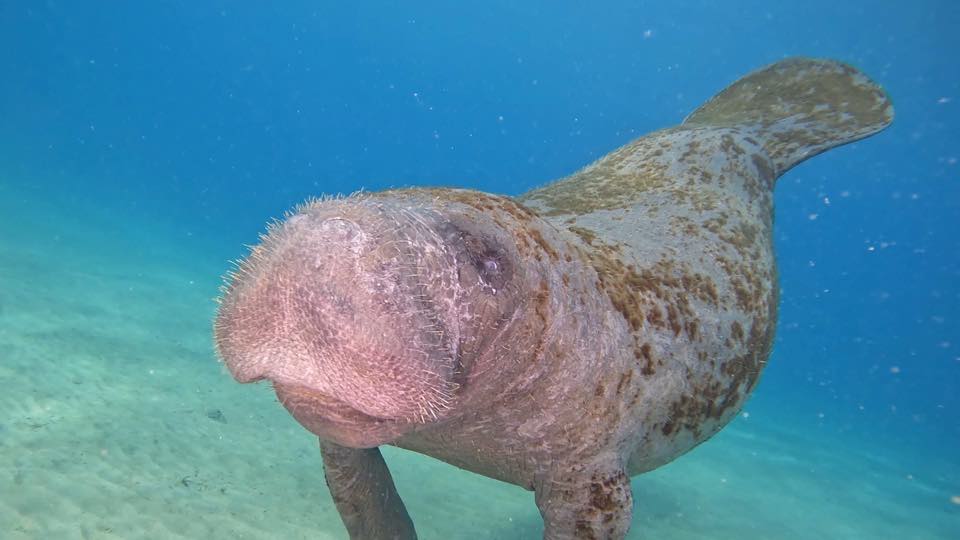 A manatee swimming toward the camera