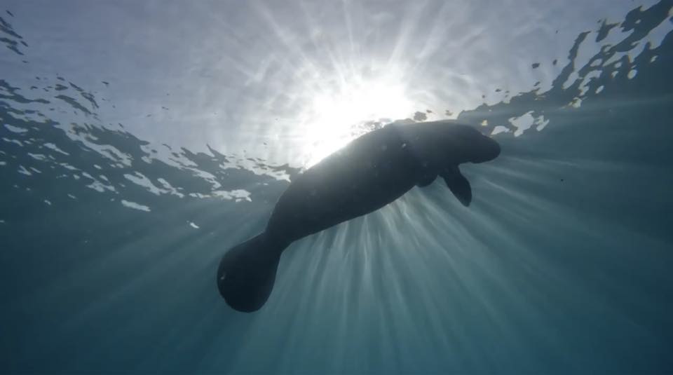 A manatee silhouetted against the sun near the surface