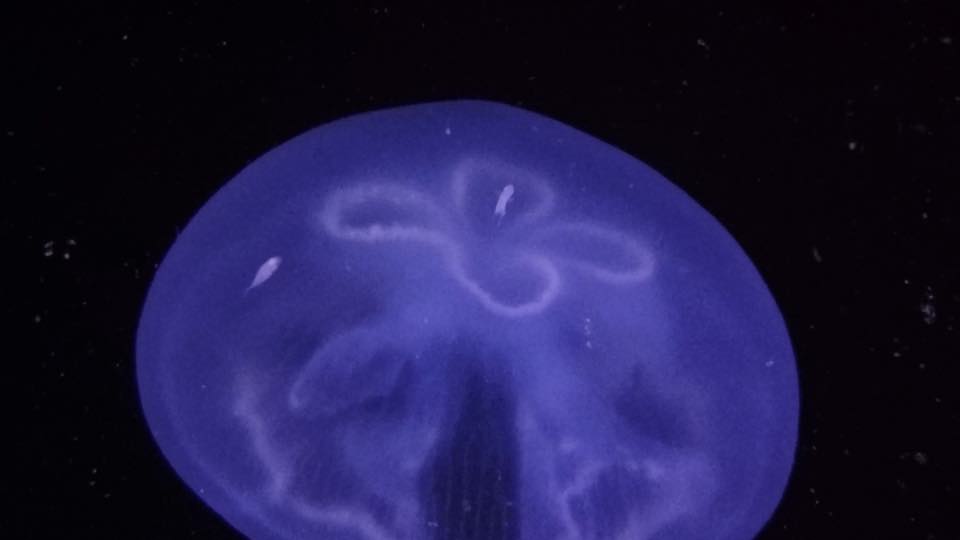 A moon jellyfish drifting in open water