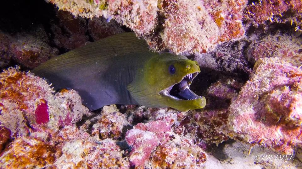 A green moray eel in a reef crevice