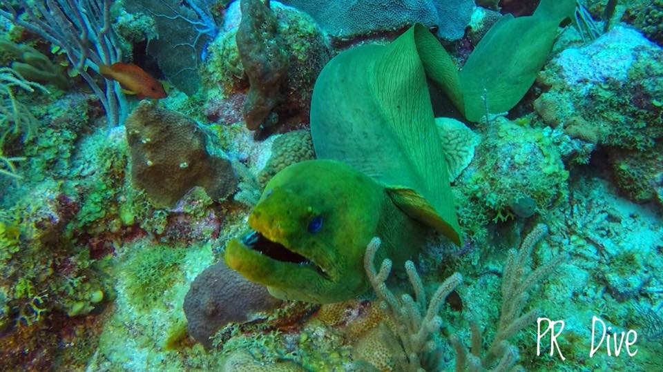 Two green moray eels in the reef