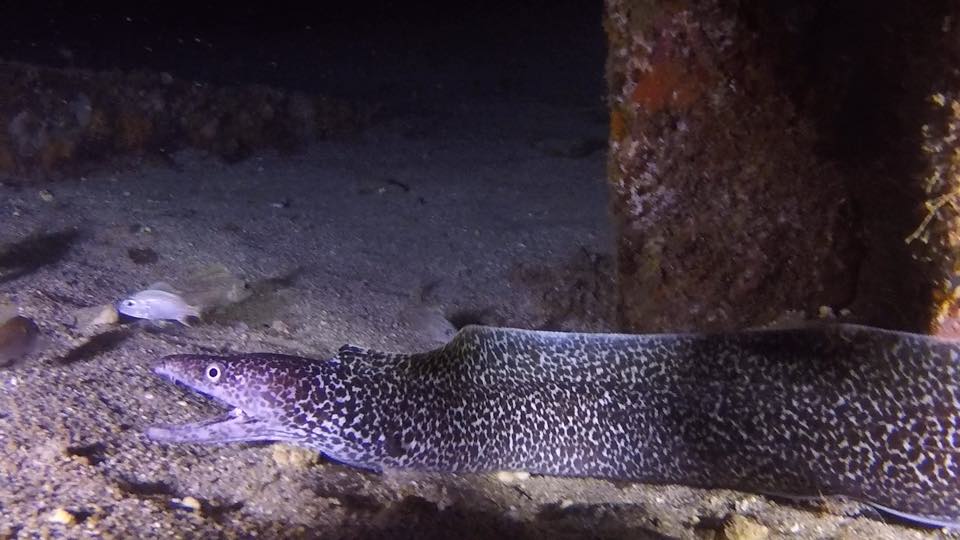 A spotted moray lit up by a dive light on a night dive