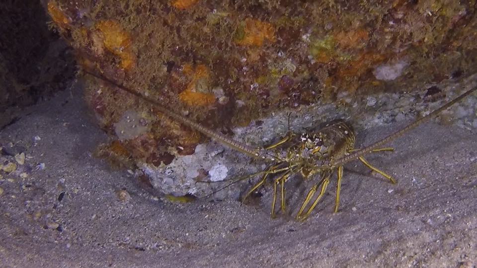 A spiny lobster lit up by a dive light on a night dive