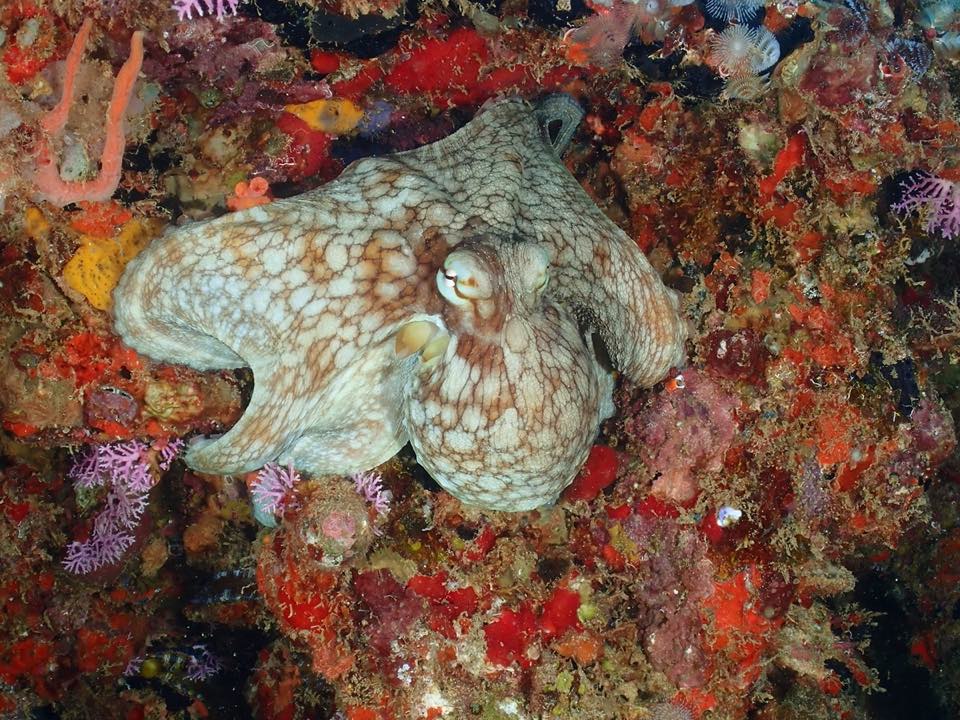 An octopus on a colorful reef