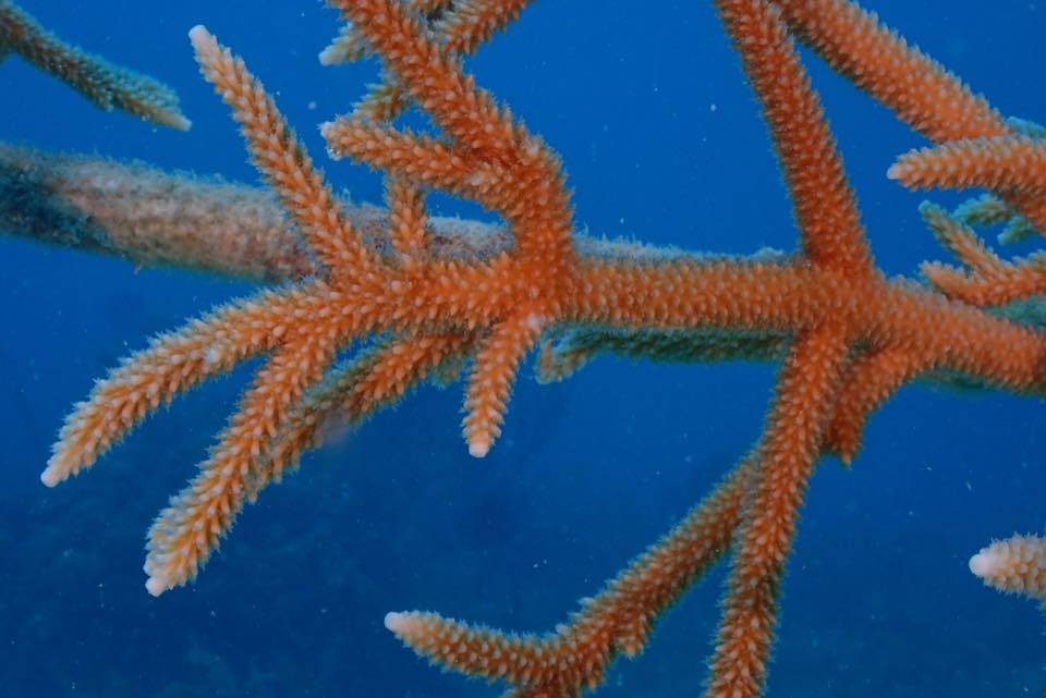 An orange sea rod against blue water