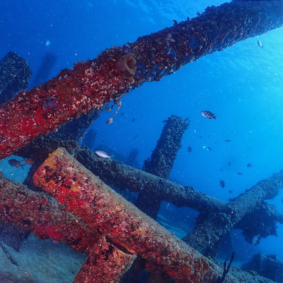 Fallen pier beams covered in red sponges