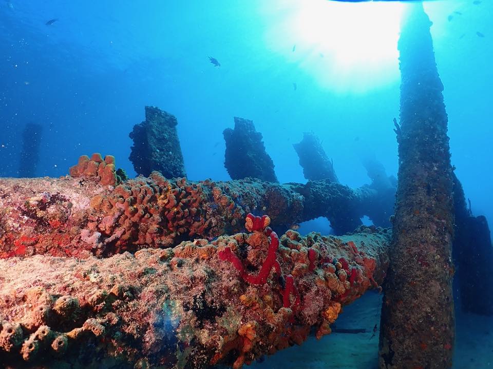 Old pier pilings covered in sponges, with the sun above