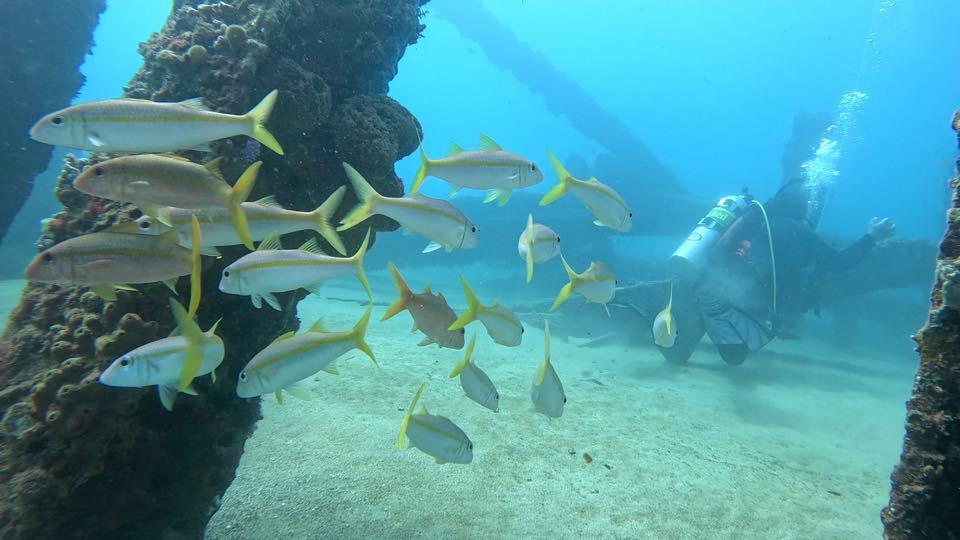 Fish schooling around pier pilings on a shore dive