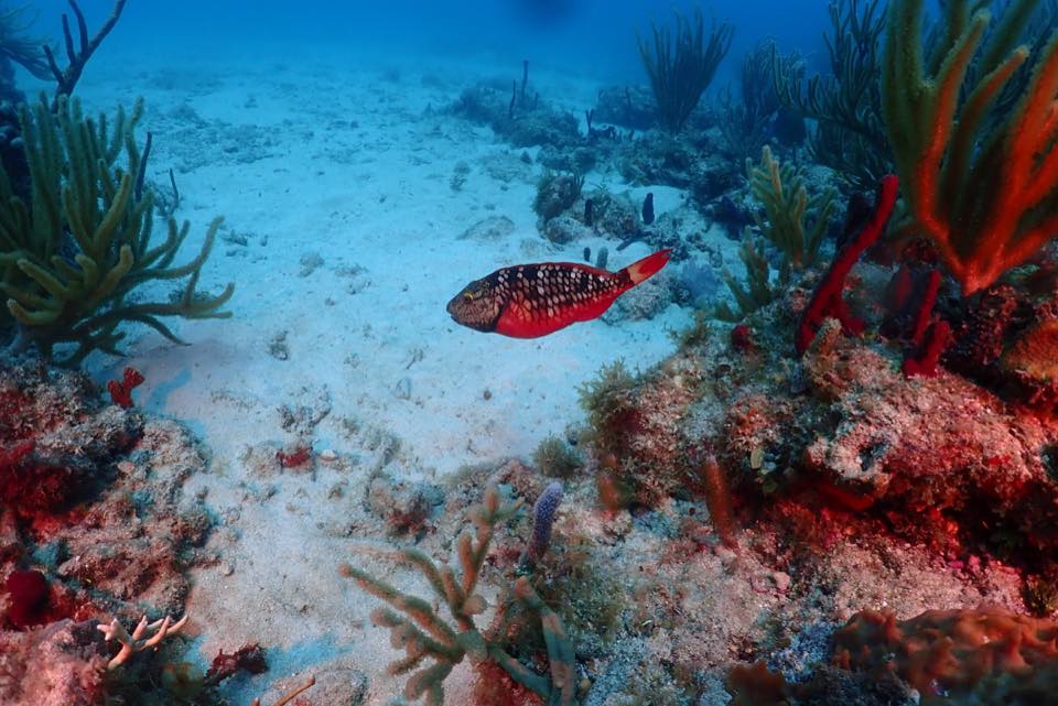 Un pez rojo brillante sobre el coral