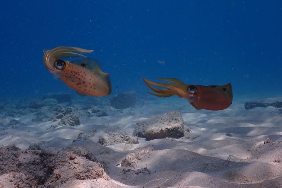 Two reef squid over the sand