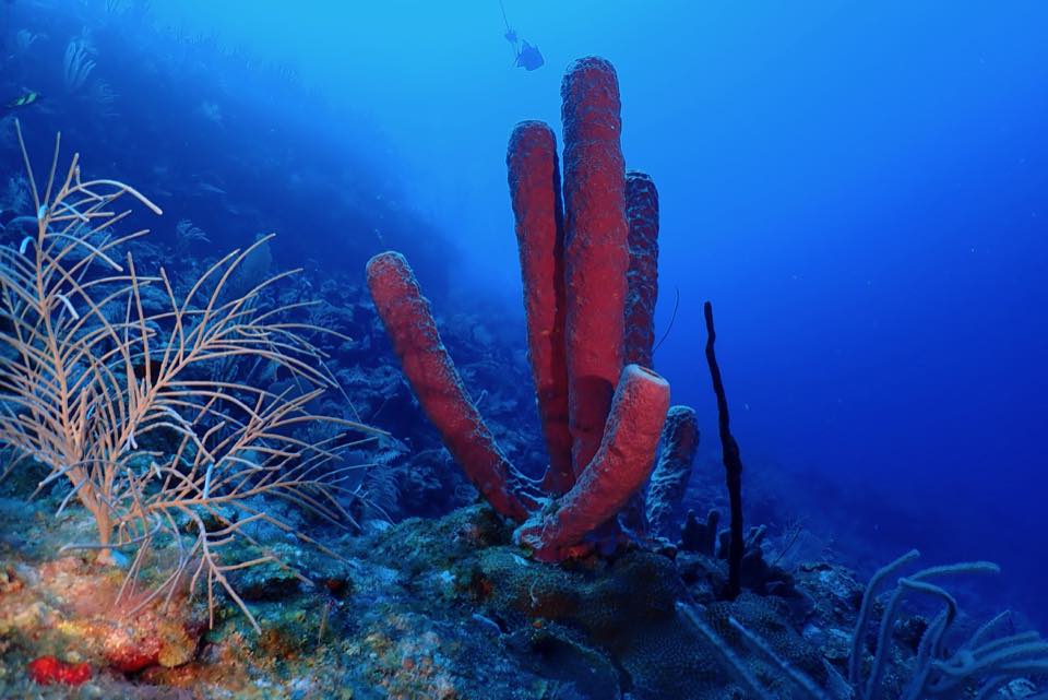 Red rope sponges standing tall on a healthy reef