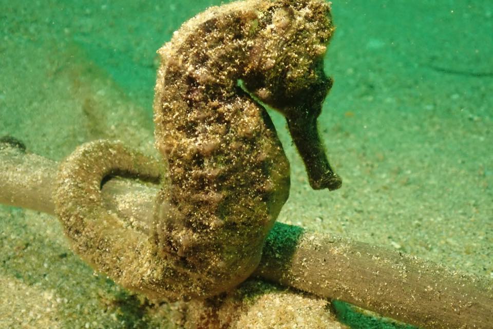 A seahorse holding on to an old rope