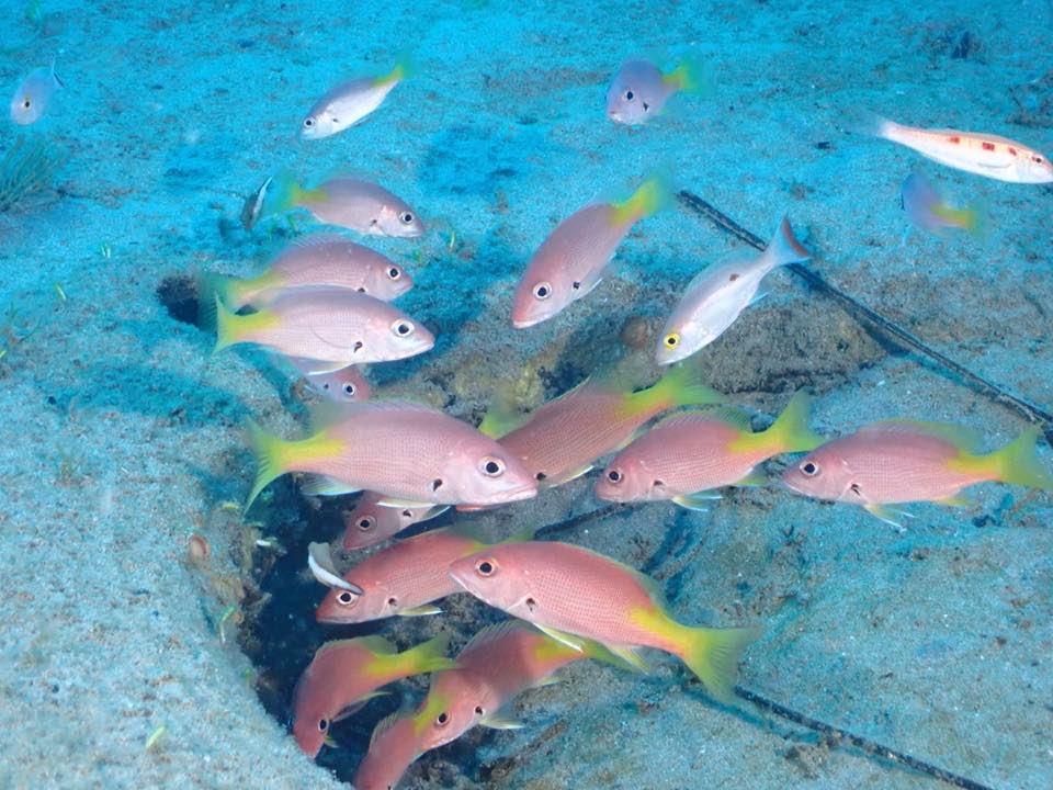 A school of snappers around a hole in the sand
