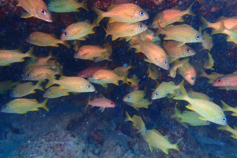 A school of yellow snappers and grunts over the reef