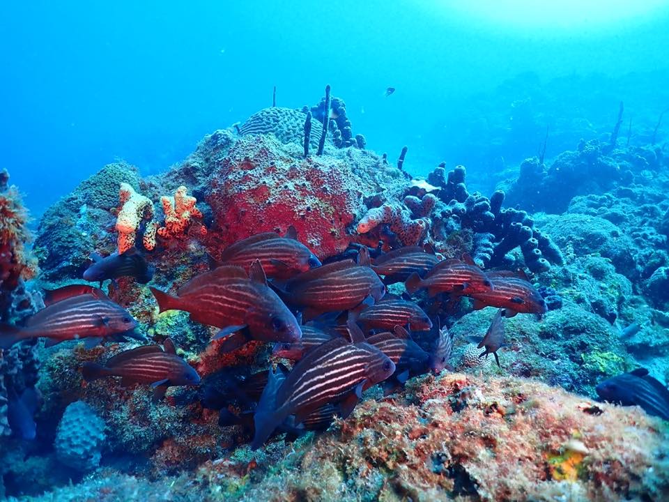 A school of red soldierfish under a reef ledge