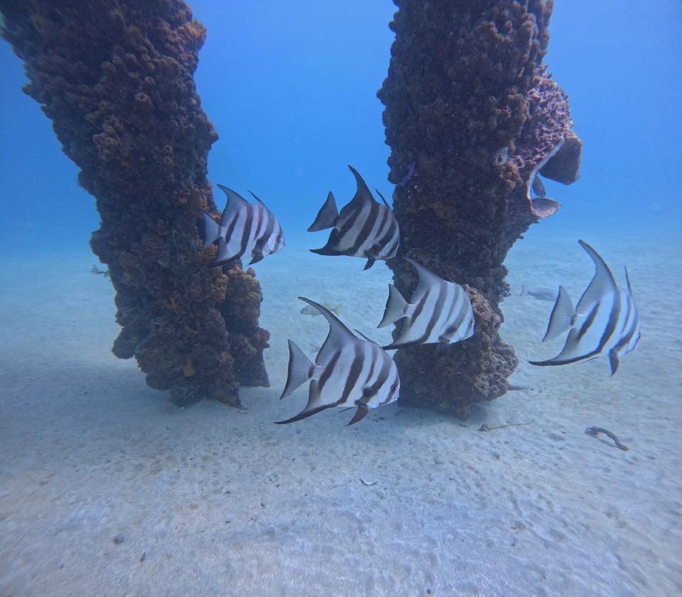 Atlantic spadefish swimming between two pier pilings