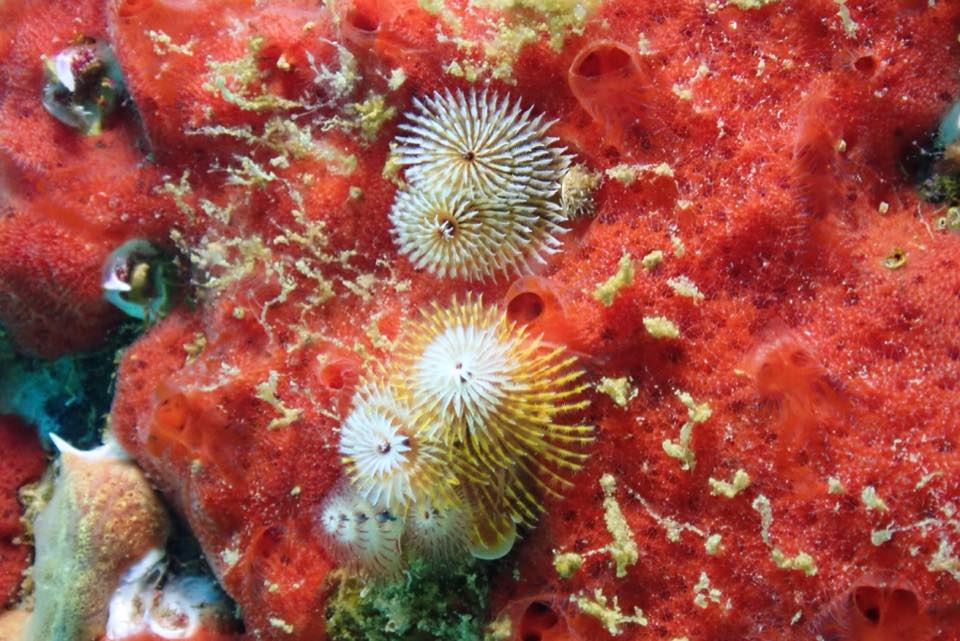 Christmas tree worms on red coral