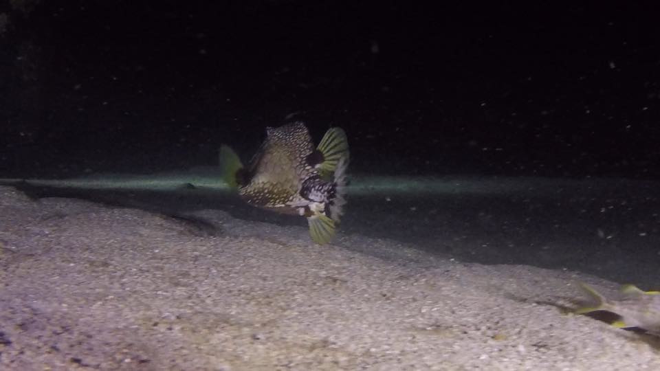A spotted trunkfish lit up by a dive light at night