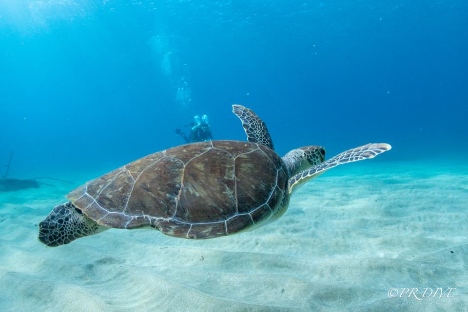 A green sea turtle swimming over sand, with a diver behind