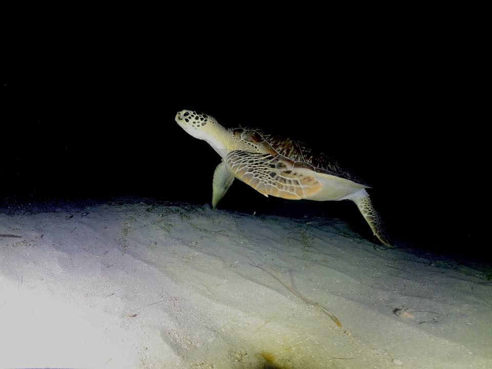 A green turtle on the sand at night