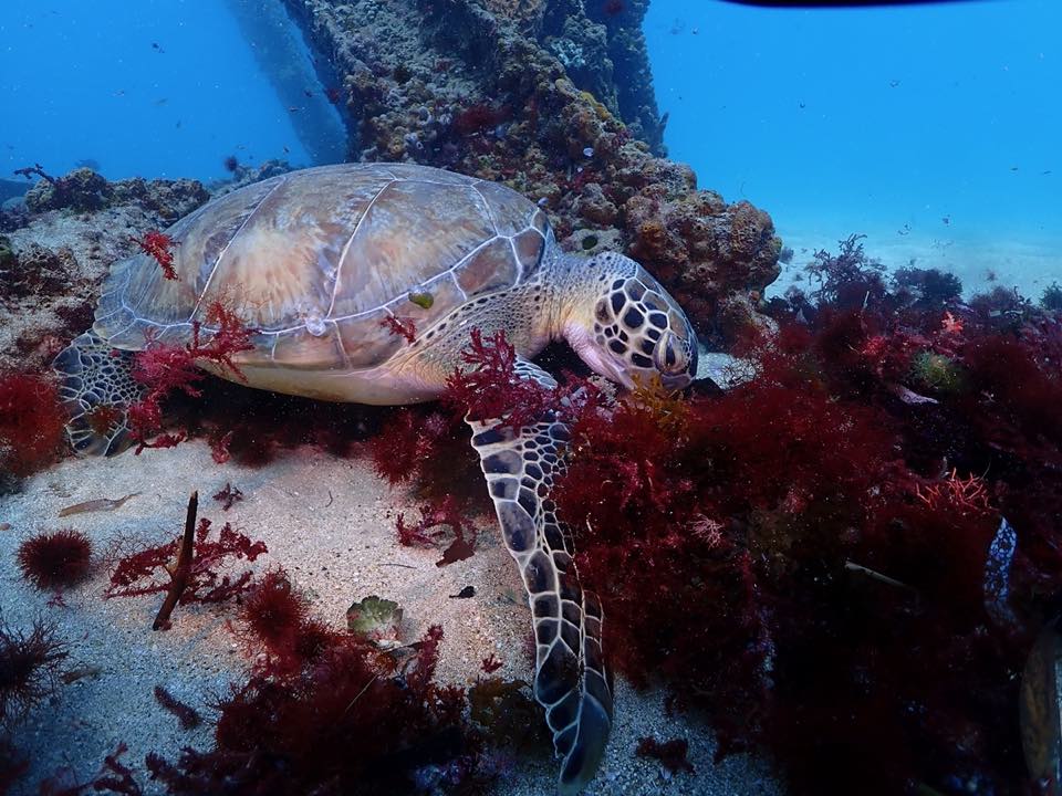 A green turtle resting among red algae
