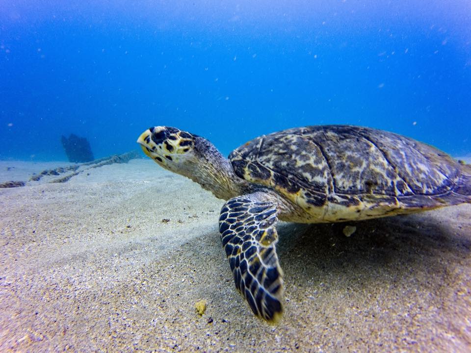 A sea turtle swimming low over the sand