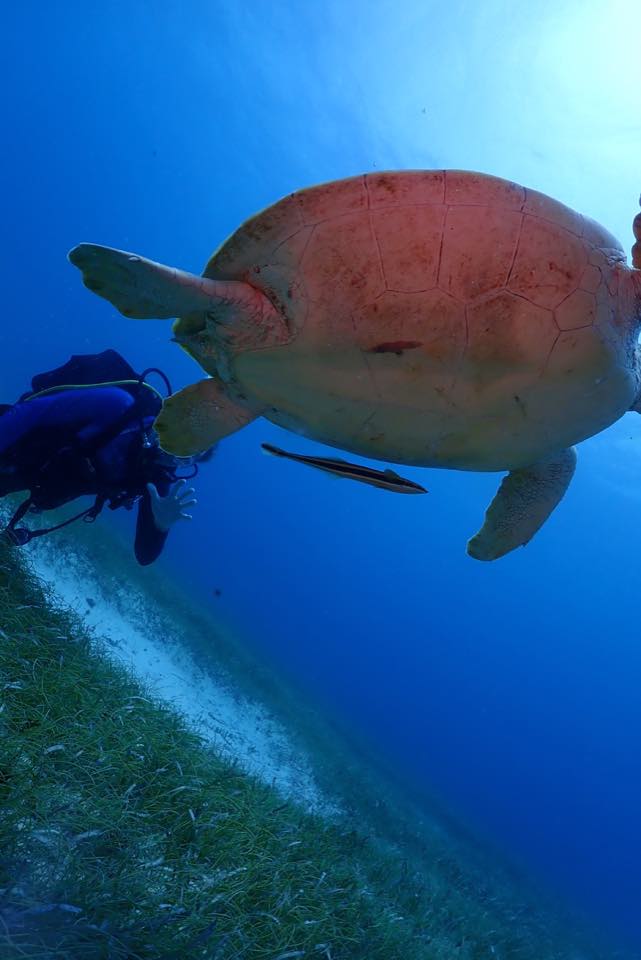 Una tortuga verde nadando en agua clara y poco profunda